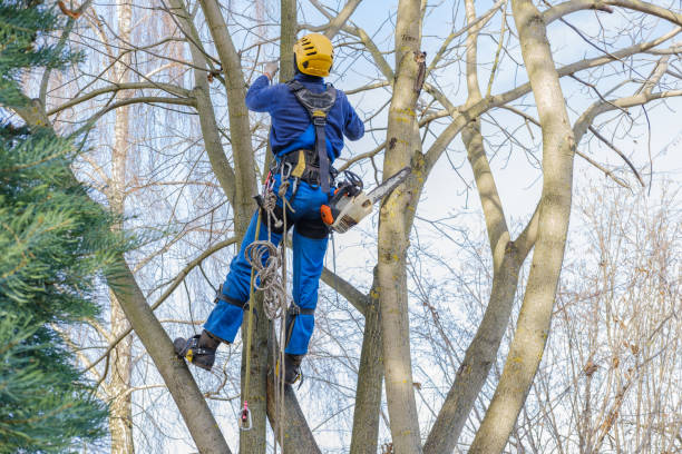 Trusted New Brockton, AL Tree Removal Experts